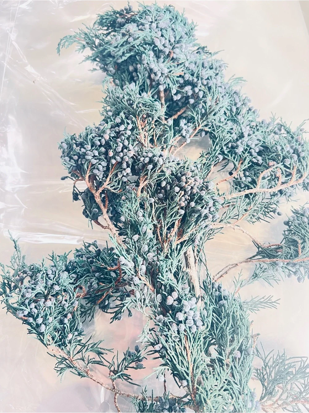 Dehydrated Juniper Berries for Home Decor